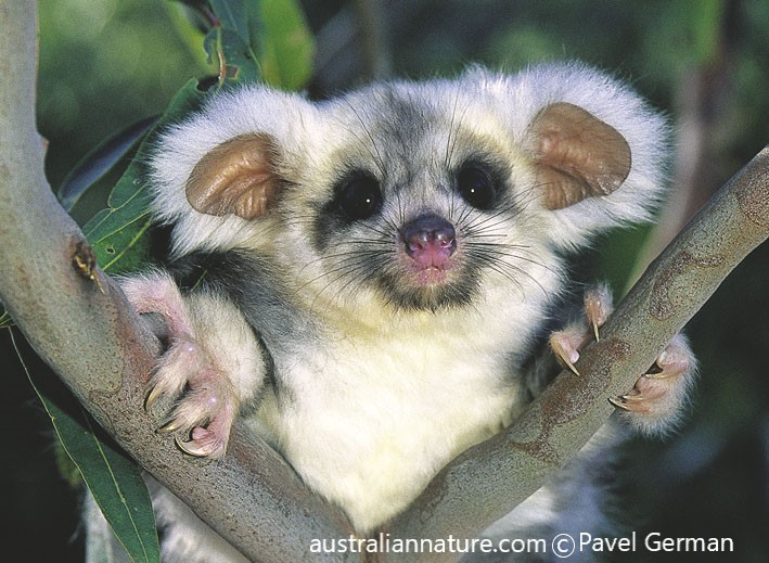 The greater glider vs the Victorian Government 3CR Community Radio